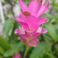 クルクマ,ピンクの花,いつもの公園,頑張れ　大谷翔平選手,大谷選手おめでとう＼(^o^)／の画像