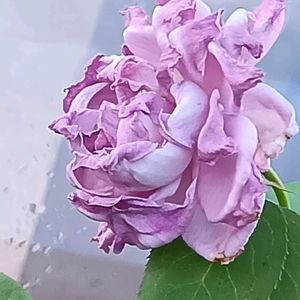 薔薇 あおい,鉢植え,挿し木,花のある暮らし,おうち園芸の画像