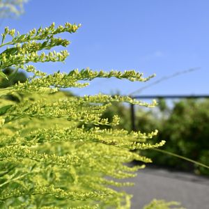 セイタカアワダチソウ,雑草,俳句,下関・彦島の風景,季語の画像