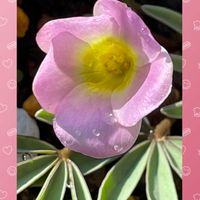 オキザリス,サンパラソル ルージュ,花のある暮らし,お花大好き♡,ピンクワールドへ ようこその画像