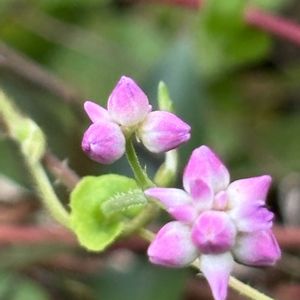 ゴーヤ,ママコノシリヌグイ,托葉鞘,山野草,ビタミンカラーの画像