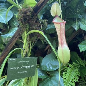 ネペンテス・アラタ,ネペンテス・アラタ,植物園,散歩,食虫植物の画像