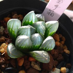 ハオルチア 玉手箱,多肉植物,かわいい,きれい,多肉棚の画像