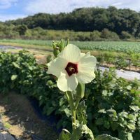 オクラ,ブロッコリー,芽キャベツ,オクラの花,借りてる畑の画像