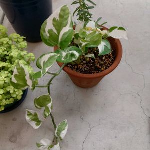 ハーブ,観葉植物,植え替え,花のある暮らし,みどりのある暮らしの画像