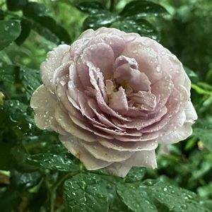 ポーチュラカ,しのぶれど,バラ しのぶれど,雨の日,花のある暮らしの画像