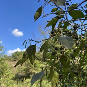 ハンノキ,水辺の風景,水鏡,半分そら,雲仲間の画像