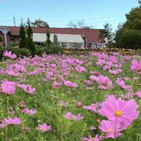 コスモス,ツルバキア,原種シクラメン,アーモンド,秋桜の画像