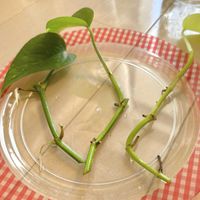 ポトス,ポトス,観葉植物,初心者,水挿しの画像