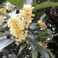 ギンモクセイの画像