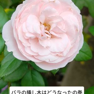 どんぐり,ハンス ゲーネバイン,ハンス ゲーネバイン,挿し木,ばら バラ 薔薇の画像