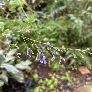 山野草,放置栽培,青い花マニア,山野草大好き,美しく青きドヨウの画像