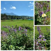 キャットミント,浅間山,ハーブ,山のある風景,可愛いお花の画像