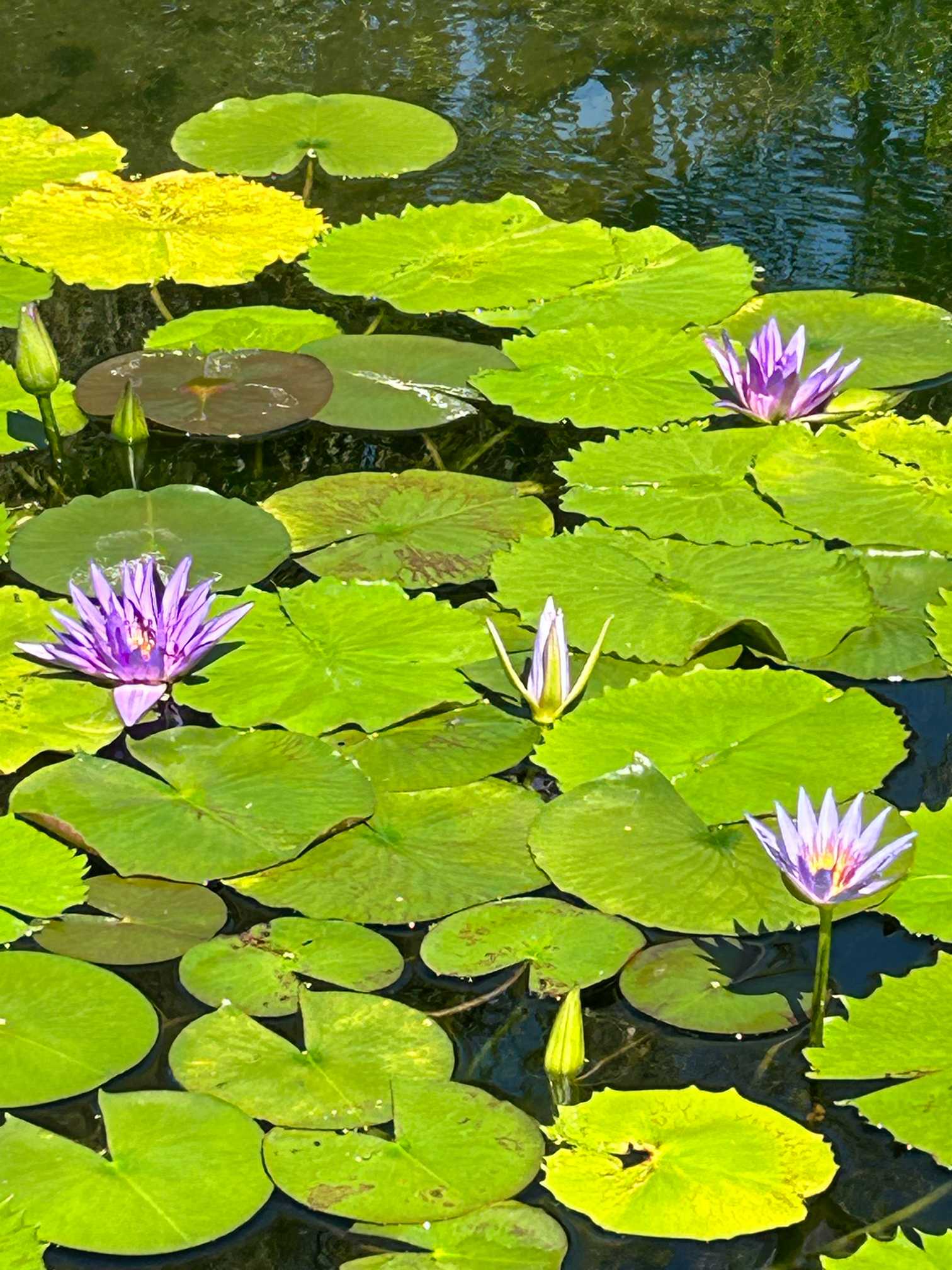 10月13日 北川村モネの庭〝青い睡蓮〟｜🍀GreenSnap（グリーンスナップ）