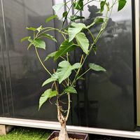 イポメア,イポメア ラピドサ,多肉植物,塊根植物,可愛いの画像