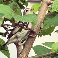 コデマリ,大手毬,小手毬（こでまり）,大手毬（おおでまり）,ヒヨドリの画像