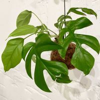 ヒメモンステラ,ラフィドフォラ・テトラスペルマ,観葉植物,苔玉,ハンギングの画像