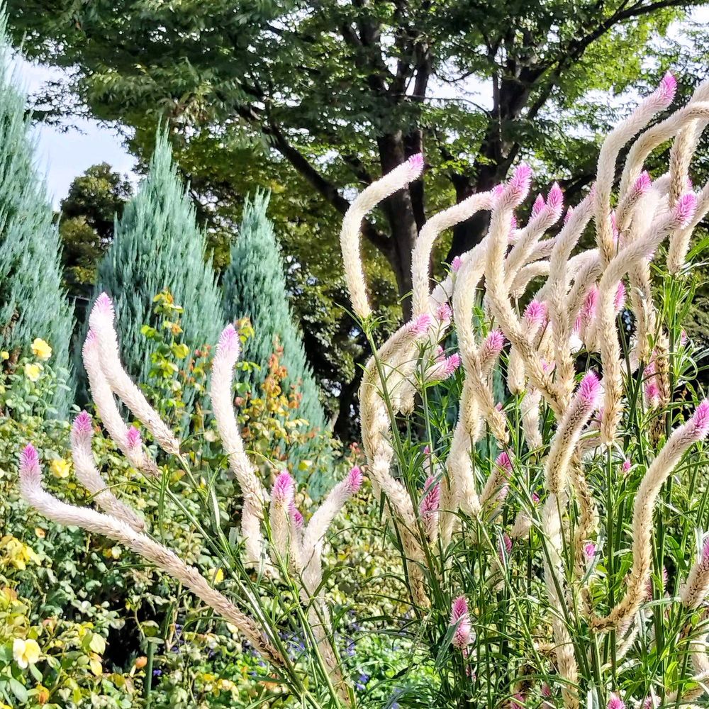 滝山こまちさんの港の見える丘公園への投稿