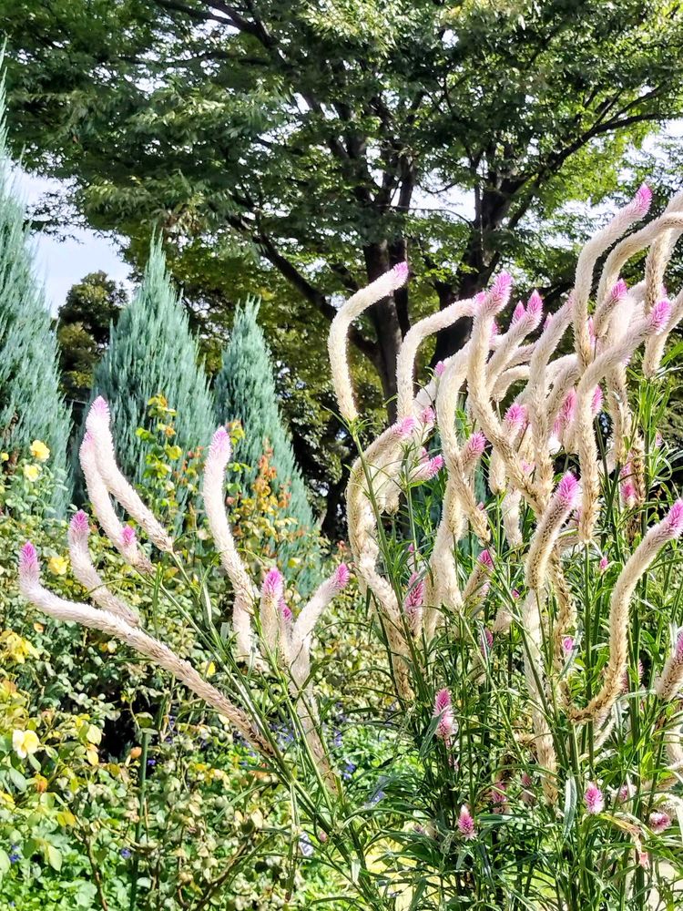 滝山こまちさんの港の見える丘公園への投稿