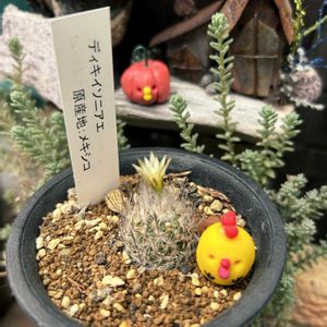 ディキイソニアエ,サボテンの花,咲いた！,繋がりに感謝✨,ハロウィン月間の画像