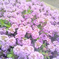 タイム,クリーピング タイム,お花,ピンクの花,ピンクのお花の画像