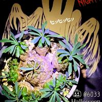 峨眉山,ユーフォルビア・峨眉山,多肉植物,ベランダ多肉,ハロウィンの画像