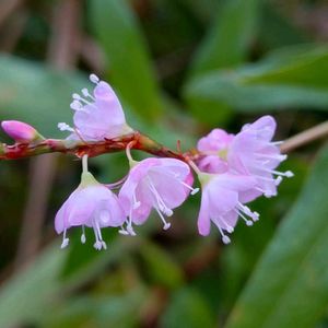 サクラタデ,桜蓼,雑草,山野草,野草の画像