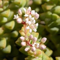 小米星,多肉植物,クラッスラ属,多肉植物の花,花のある暮らしの画像