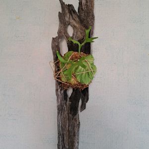 ビカクシダ リドレイ,観葉植物,流木,ビカクシダ属,壁掛けの画像