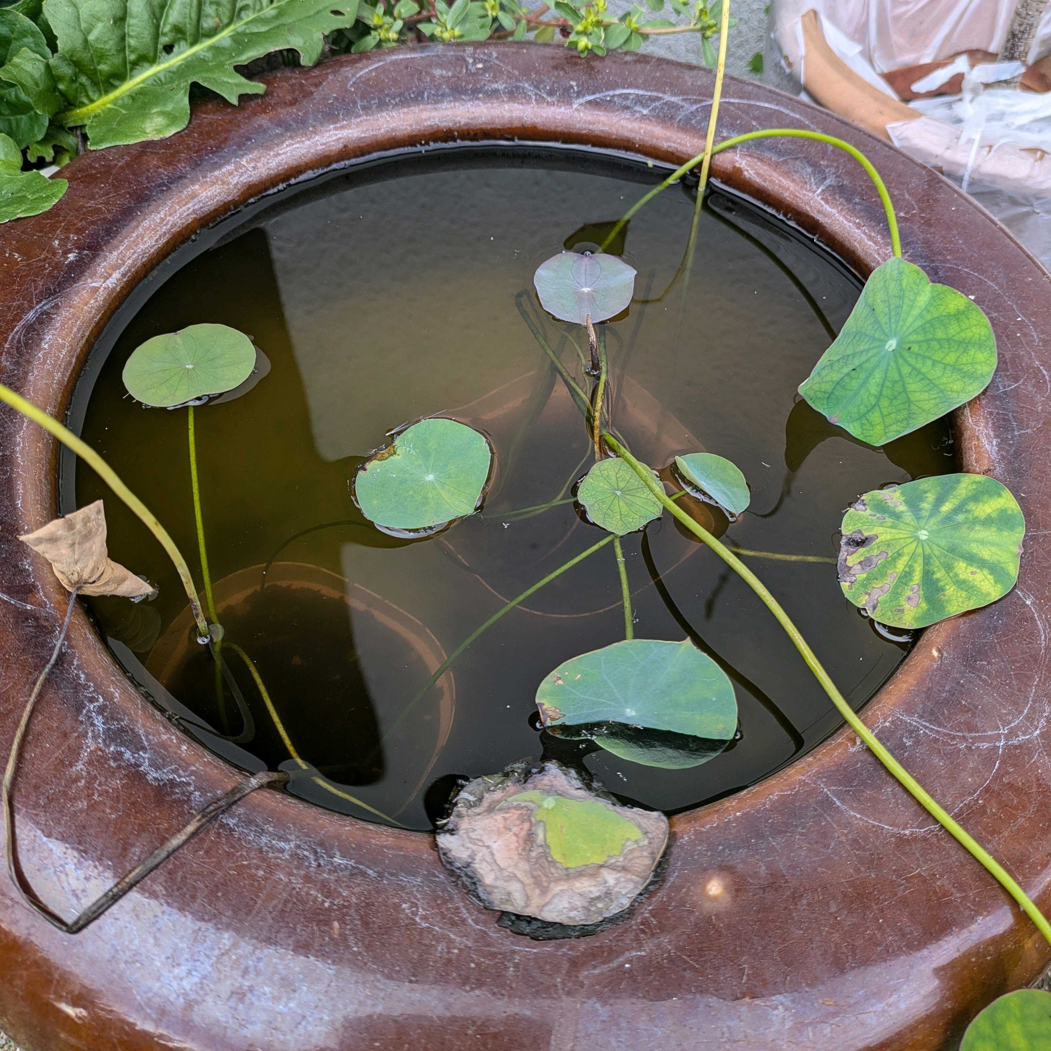 旅先でゲットした蓮の花の種【成長記】｜🍀GreenSnap（グリーンスナップ）