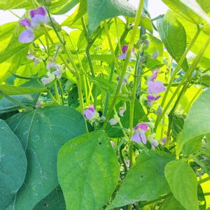 つるなしインゲン,自家製野菜,栽培記録,農業女子,おうち園芸の画像