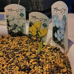 フリージア,３年目,花いろいろ,軒下組,おうち園芸の画像