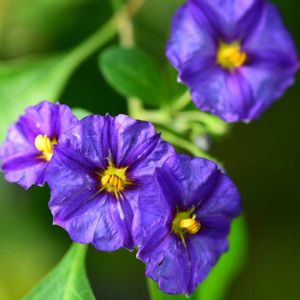 リキアンテス・ラントネッティー,リキアンテス・ラントネッティー,咲くやこの花館,紫色の花,ナス科の画像