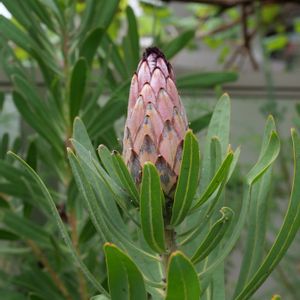 プロテア,プロテア ネリフォリア,地植え,花壇,花芽の画像