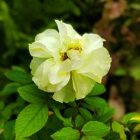 ミニバラ,ミニバラ鉢植え,植物のある暮らし,botanical life,バラ・ミニバラの画像