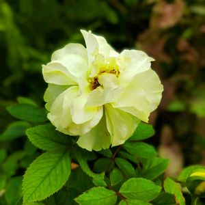 ミニバラ,ミニバラ鉢植え,植物のある暮らし,botanical life,バラ・ミニバラの画像