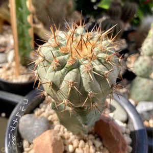 コピアポア孤竜丸,Copiapoa cinerea var. columna-alba,コピアポ コルムナアルバ 孤竜丸,孤竜丸接ぎ,サボテン科の画像