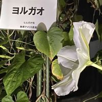 サガリバナ,サガリバナ,ヨルガオ,京都府立植物園,観覧温室の画像