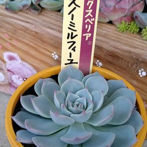 エケベリア属,リメ鉢,花のある暮らし,多肉のある暮らし,植物のある暮らしの画像