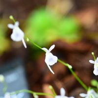 ウサギゴケ,ウサギゴケ,食中植物,南アフリカ原産,タヌキモ科の画像