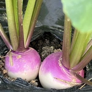 かぶ  あやめ雪,白カブ  雪の華(トーホク),自家製野菜,家庭菜園の画像