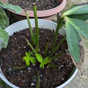 花のある暮らし,植替え,いつもありがとう,日陰庭,庭の画像