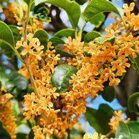 キンモクセイ,キンモクセイ,山野草,季節の花,つづりちゃんの画像