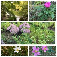 オオベンケイソウ,秋明菊,酔芙蓉(スイフヨウ),たますだれ,玉簾(ﾀﾏｽﾀﾞﾚ)の画像