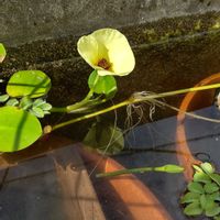 ウォーターポピー,水生植物,花のある暮らし,宿根・多年草,月曜日にビタミンカラーの画像