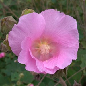 フヨウ,芙蓉,雑草,山野草,野草の画像