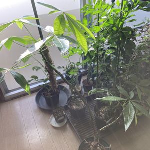 パキラ,観葉植物,ダイソーの画像