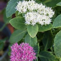 オオベンケイソウ,今日のお花,オオベンケイソウの花,小さな庭の画像