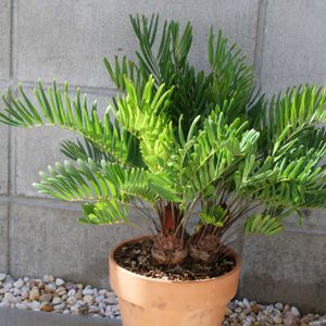 ザミア,ザミア フロリダーナ,観葉植物,鉢植え,植え替えの画像