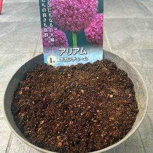 アリウムギガンチューム,アリアム,観葉植物,植え替え,球根の画像